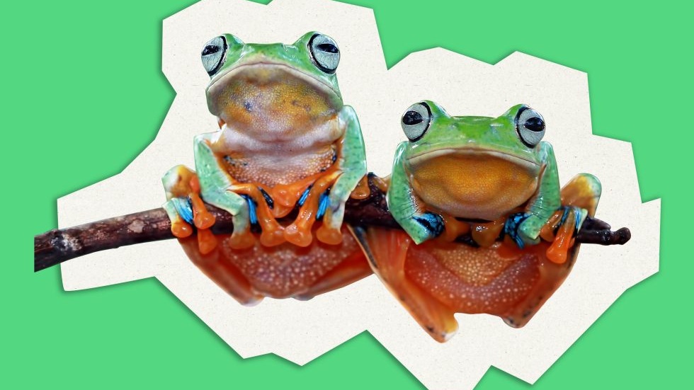 The Frogs: In Hell They Sing Show Tunes